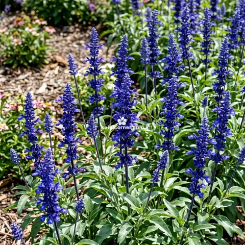 Sage Blue Salvia Farinacea Seeds