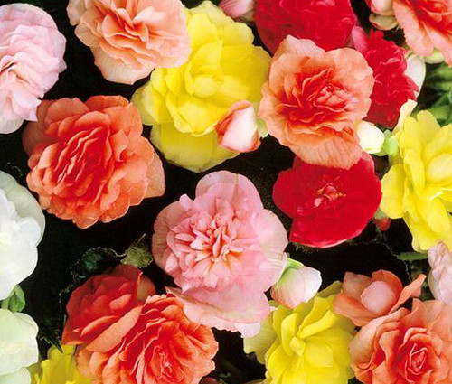 Begonia Tuberous Double Mix Begonia Tuberosa Seeds 