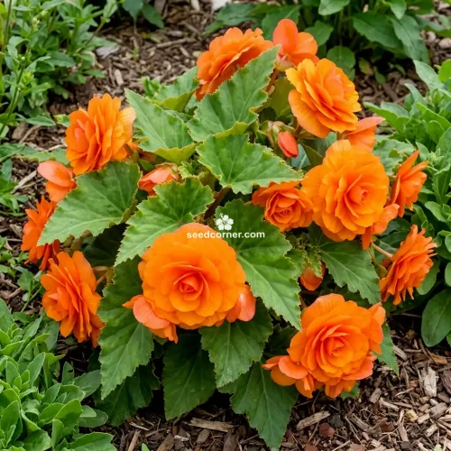 Begonia Tuberous Double Orange Begonia Tuberosa Seeds 