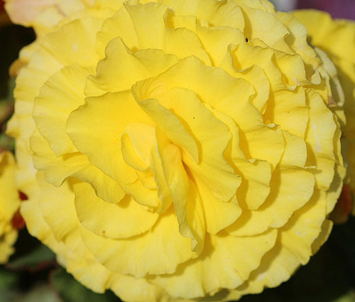 Begonia Tuberous Double Yellow Begonia Tuberosa Seeds