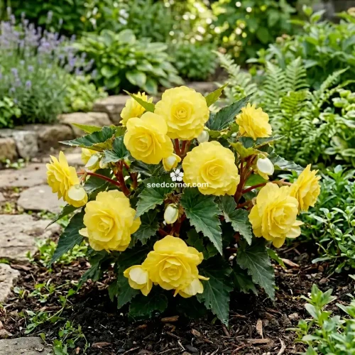 Begonia Tuberous Double Yellow Begonia Tuberosa Seeds