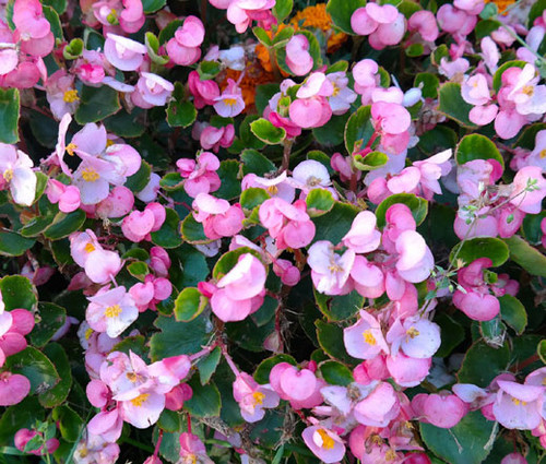 Begonia Wax Rose Begonia Semperflorens Seeds