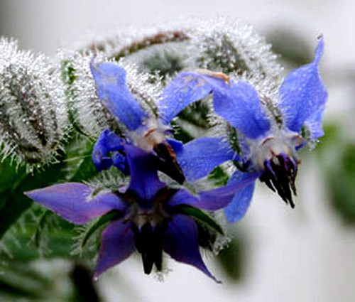 Borage Borago Officinalis Seeds