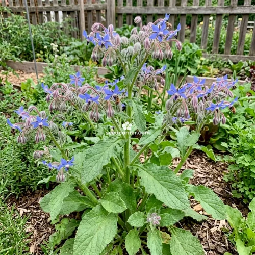 Borage Borago Officinalis Seeds