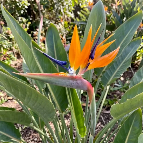 Bird of Paradise Strelitzia Reginae Seeds