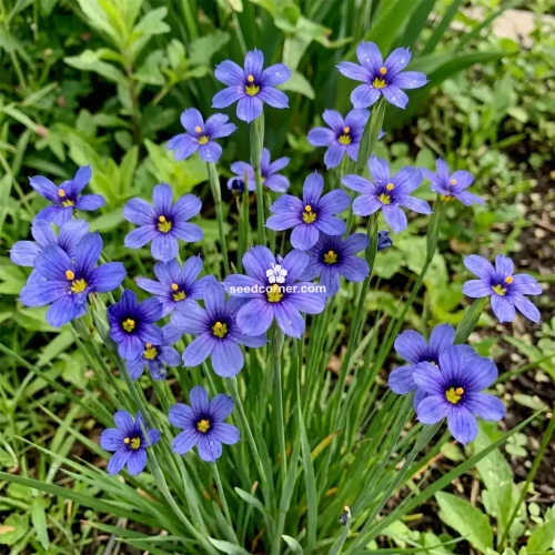 Blue Eyed Grass Sisyrinchium Bellum Seeds