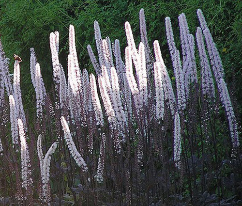 Bugbane Cimicifuga Ramosa Atropurpurea Seeds