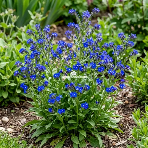 Bugloss Blue Angel Anchusa Capensis Seeds 