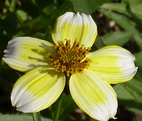 Bur Marigold Bidens Aurea Seeds 