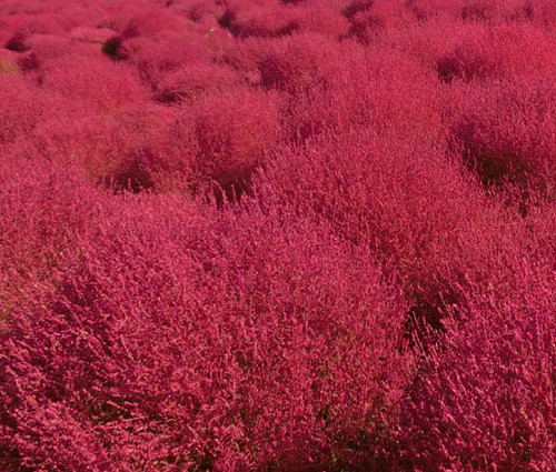 Burning Bush Kochia Scoparia Seeds