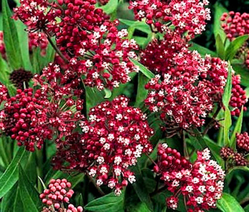 Butterfly Weed Rose Asclepias Incarnata Seeds