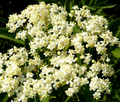 Butterfly Weed White Asclepias Incarnata Seeds