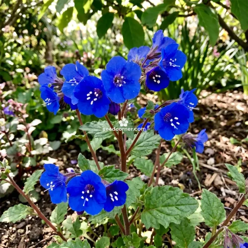 California Bluebell Phacelia Campanularia Seeds