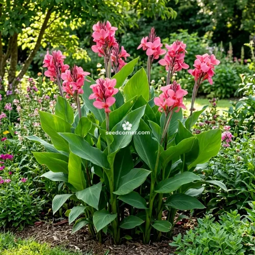  Canna Rose Canna x Generalis Seeds