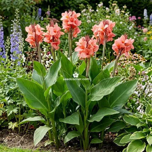 Canna Salmon Pink Canna x Generalis Seeds 