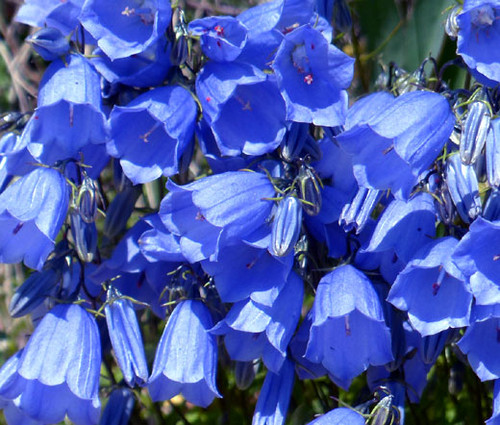 Canterbury Bells Blue Campanula Medium Seeds