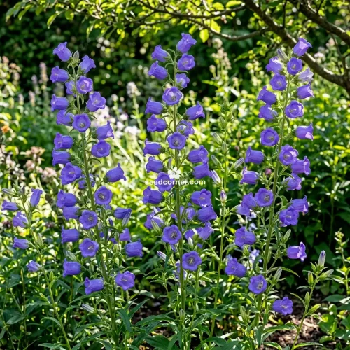 Canterbury Bells Blue Campanula Medium Seeds