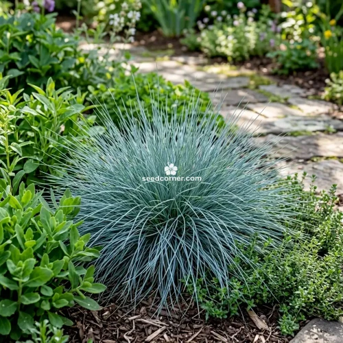 Blue Fescue Festuca Glauca Seeds