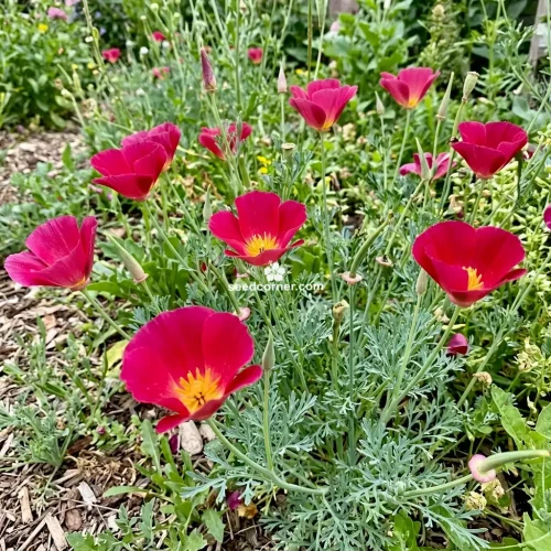 California Poppy Carmine Eschscholzia Californica Seeds