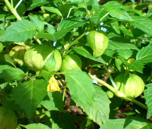 Cape Gooseberry Physalis Peruviana Seeds 