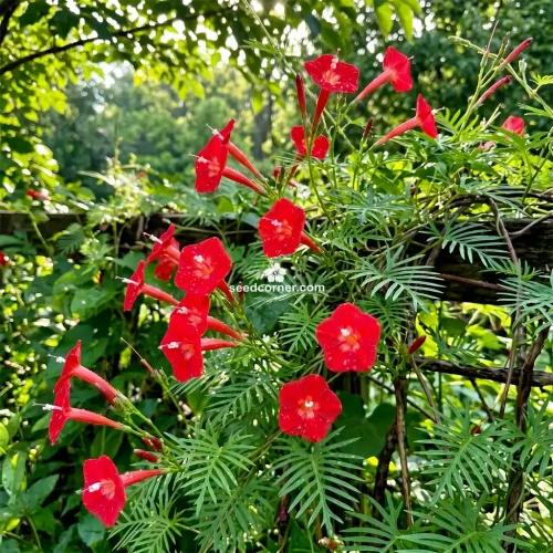 Cardinal Climber Ipomoea x Multifida Seeds 