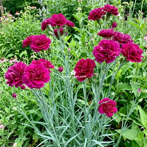 Carnation Chabaud Magenta Dianthus Caryophyllus Seeds