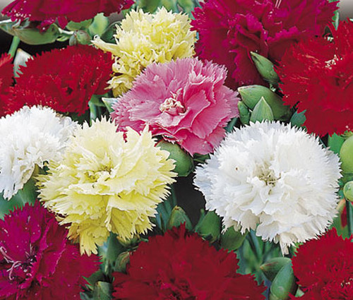 Carnation Chabaud Mix Dianthus Caryophyllus Seeds