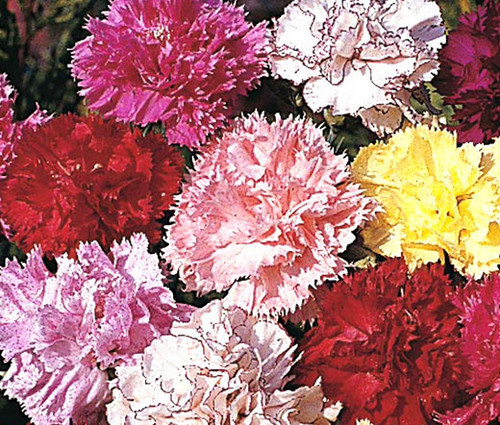 Carnation Chabaud Picotee Mix Dianthus Caryophyllus Seeds