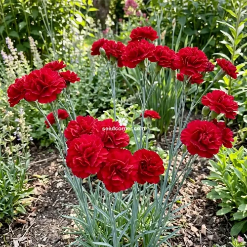 Carnation Grenadin Scarlet Dianthus Caryophyllus Seeds