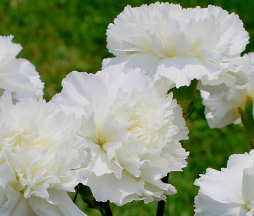 Oeillets Triomphe en mélange - Dianthus caryophyllus triomphe