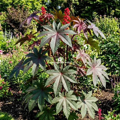 Castor Bean Gibsonii Ricinus Communis Seeds