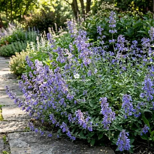Catmint Blue Nepeta Mussinii Seeds