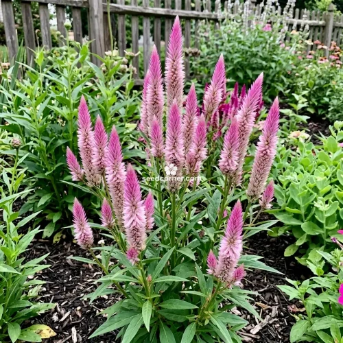 Celosia Flamingo Celosia Spicata Seeds