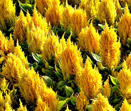 Celosia Nana Glitters Yellow Celosia Plumosa Seeds