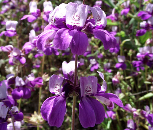 Chinese Houses Collinsia Heterophylla Seeds  