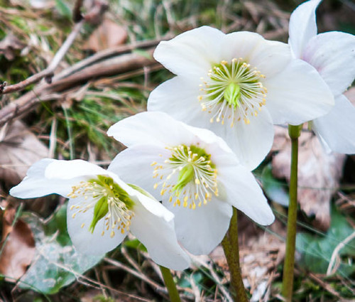 Christmas Rose Helleborus Niger Seeds