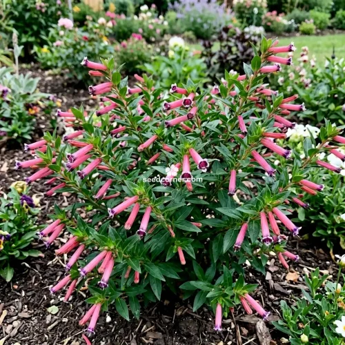 Cigar Plant Rose Cuphea Ignea Coan Seeds
