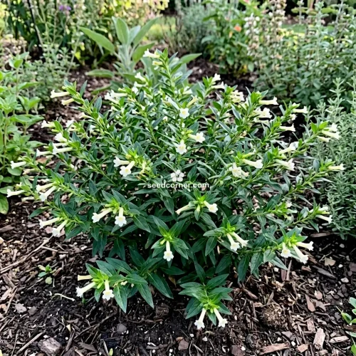 Cigar Plant White Cuphea Ignea Coan Seeds