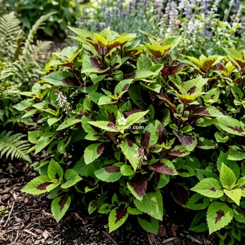Coleus Chocolate Splash Solenostemon Scutellarioides Seeds