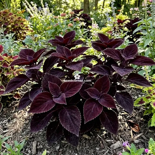 Coleus Dark Chocolate Solenostemon Scutellarioides Seeds