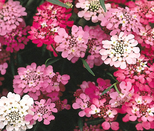 Candytuft Dwarf Iberis Umbellata Seeds 