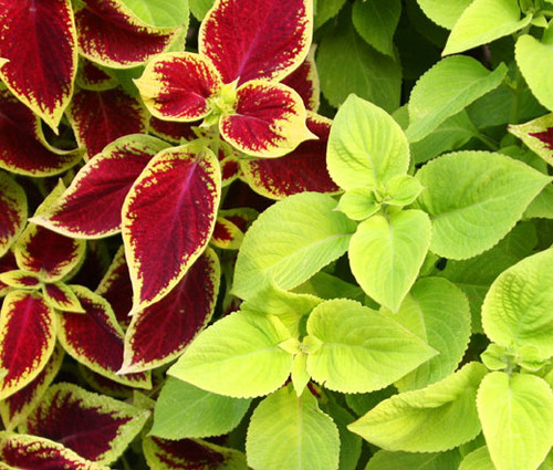 Coleus Under The Sun Fuseables Solenostemon Scutellarioides Seeds