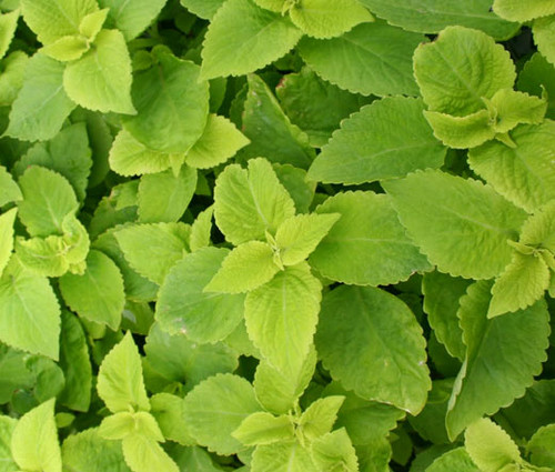 Coleus Versa Lime Solenostemon Scutellarioides Seeds 