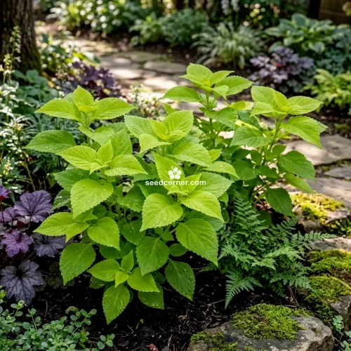 Coleus Versa Lime Solenostemon Scutellarioides Seeds 