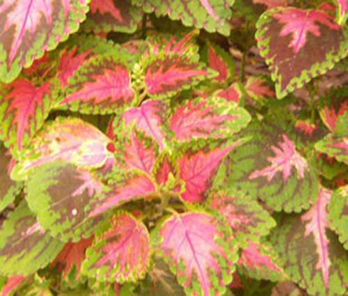 Coleus Wizard Coral Sunrise Solenostemon Scutellarioides Seeds