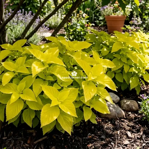 Coleus Wizard Golden Solenostemon Scutellarioides Seeds 