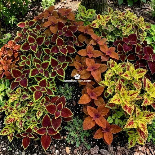 Coleus Wizard Mix Solenostemon Scutellarioides Seeds
