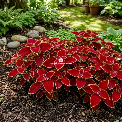Coleus Wizard Scarlet Solenostemon Scutellarioides Seeds