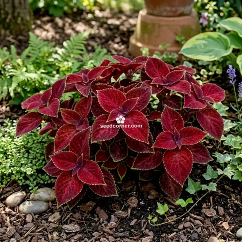 Coleus Wizard Velvet Red Solenostemon Scutellarioides Seeds