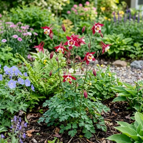 Columbine Crimson Star Aquilegia Caerulea Seeds